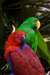 Male (green) and female (red) of Eclectus Parrot (Eclectus roratus)