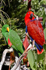 Male (green) and female (red) of Eclectus Parrot (Eclectus roratus)