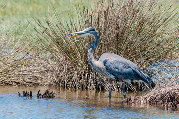 Great Blue Heron (Ardea herodias) in Bolsa Chica Ecological Reserve, California, USA