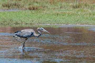 Great Blue Heron (Ardea herodias) in Bolsa Chica Ecological Reserve, California, USA