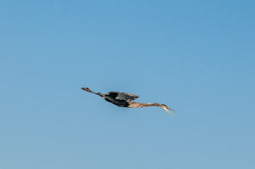 Great Blue Heron (Ardea herodias) in Bolsa Chica Ecological Reserve, California, USA