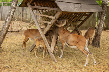 goats near the feeder