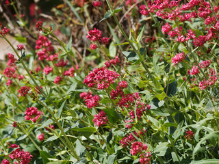 Red valerian or kiss-me-quick (Centranthus ruber) with rounded clusters of small brick red, pale pink or purplish red flowers