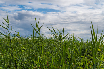 Fototapeta na wymiar Green Grass and Sky