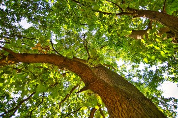 A deciduous tree from below to the crown