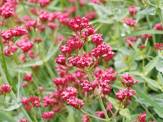 Red valerian or kiss-me-quick (Centranthus ruber)