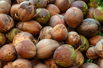 coconut, dried coconut brown, coconut fruit for background