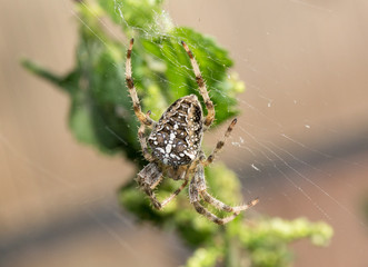 Araneus diadematus - Cross spider on his web.