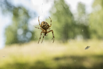 spider eats a freshly caught midge on a web