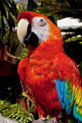 Scarlet Macaw (Ara macao)