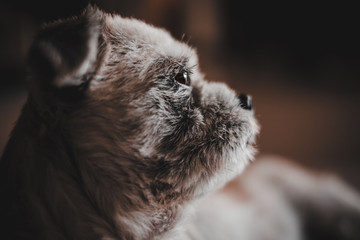 A portrait of a waiting dog