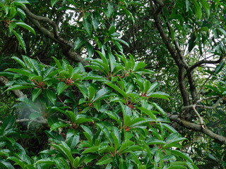 Obraz premium A view of Tree leaves in a forest