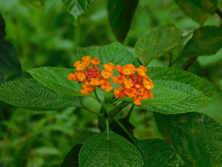 Cute flower with green leaves 
