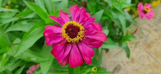 pink sunflowers (Helianthus annuus L) in the garden	