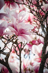 Magnolientraum