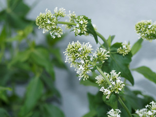 Rounded clusters of white flowers of Centranthus ruber 'Albus'