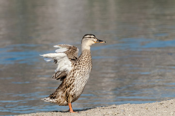 Female of mallard (Anas platyrhynchos) in Malibu Lagoon, California, USA