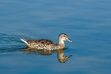 Female of mallard (Anas platyrhynchos) in Malibu Lagoon, California, USA