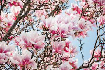 Magnolienzauber