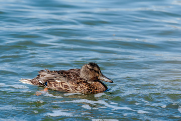 Female of mallard (Anas platyrhynchos) in Malibu Lagoon, California, USA