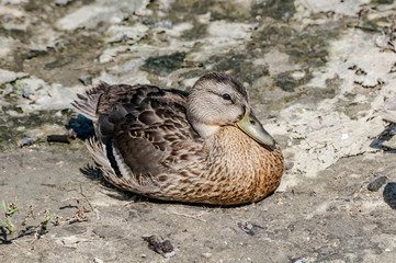 Female of mallard (Anas platyrhynchos) in Malibu Lagoon, California, USA