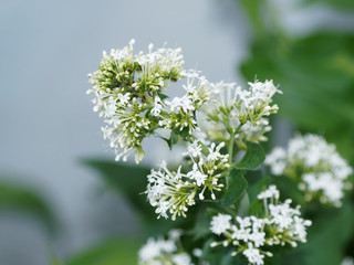 White blooms flowering of Centranthus ruber 'Albus' or red valerien 'Albus'
