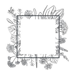 Vector frame with hand drawn medicinal herbs.