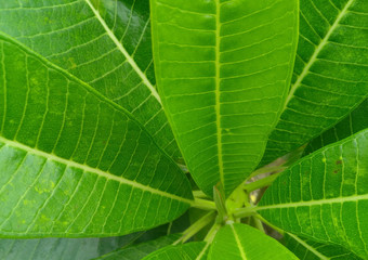close up of green leaves texture background, nature photography