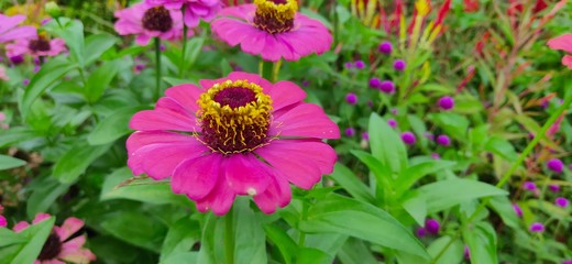 pink sunflowers (Helianthus annuus L) in the garden	