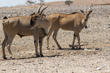 Antelope in the desert.