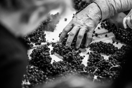 Grainy, high-contrast black and white image of male hands sorting wine grapes on a conveyor belt. Shallow depth of field. 