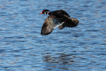 Wood Duck (Aix sponsa) Flying over a Lake