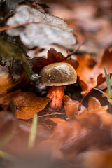 Kleiner Herbstlicher Pilz