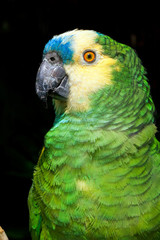 Blue-fronted Parrot (Amazona aestiva)