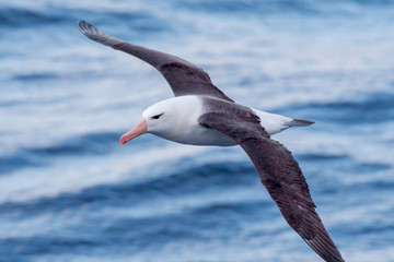 Black-browed Albatross (Thalassarche melanophris) in South Atlantic Ocean, Southern Ocean, Antarctica