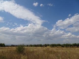 Obraz premium Blue Sky over Spanish Orchard