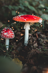 Fliegenpilze im Bokeh