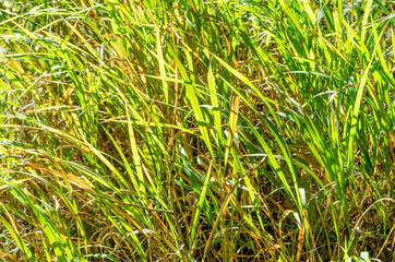 green grass background