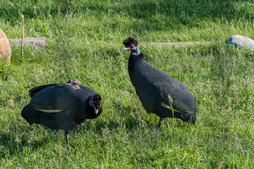 Eastern Crested Guineafowl (Guttera pucherani)