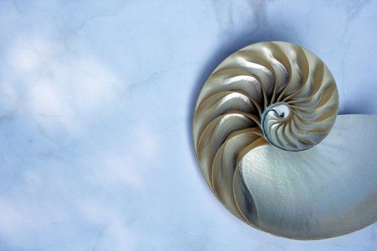 Nautilus shell with copy space concrete stone marble background cross section symmetry Fibonacci spiral sequence 