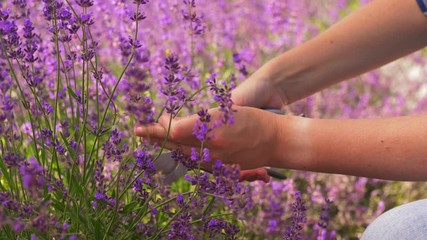 gardening, nature and people concept - young woman with pruner cutting and picking lavender flowers at summer garden