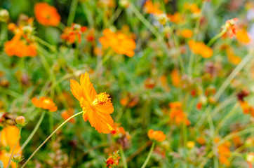 field of orange flowers
