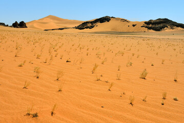 SAFARI IN THE SAHARA DESERT IN ALGERIA. NATIONAL PARK OF TADRART. SAND DUNES AND ROCK FORMATIONS. 