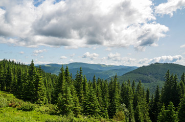 Mountain summer landscape. Green grass valley, pine trees forest on hillside under sky with clouds. Carpathians. Ukraine