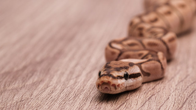 ball python on a brown wood color. Ball python (python regius) crawling on hand with selective focus and copy space, Background for exotic pets or animals and wildlife concept.