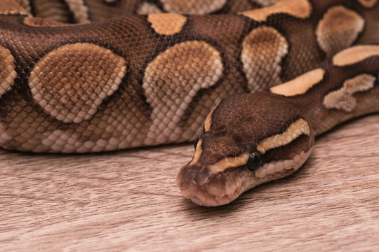 ball python on a brown wood color. Ball python (python regius) crawling on hand with selective focus and copy space, Background for exotic pets or animals and wildlife concept.