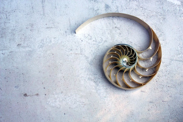 Nautilus shell with copy space concrete stone marble background cross section symmetry Fibonacci spiral sequence 