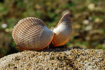 seashell on the beach