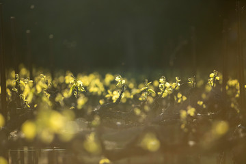 New grape vine leaves glow in the sunlight during golden hour. Springtime in wine country.