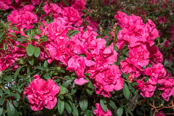 Indian Azalea (Rhododendron simsii) in greenhouse